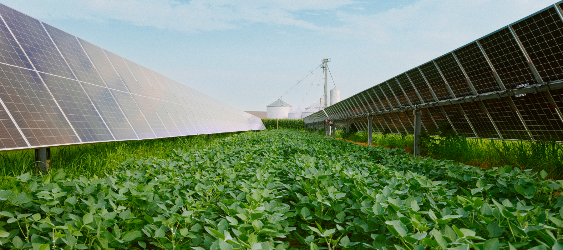 Solar panels amongst green farmland. 