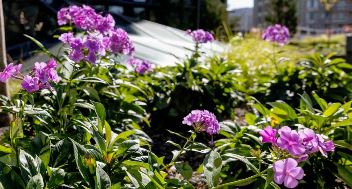 Purple flowers stand tall in the sunshine. 
