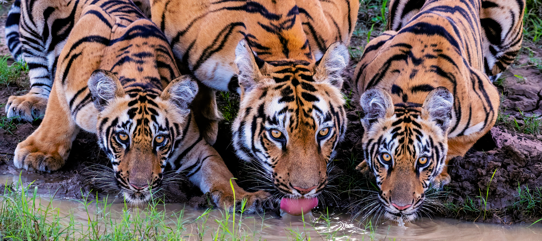Tigers drink from water. 