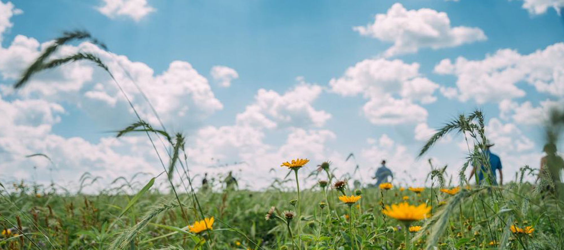 Wildflowers in a field with a blue sky and clouds. 