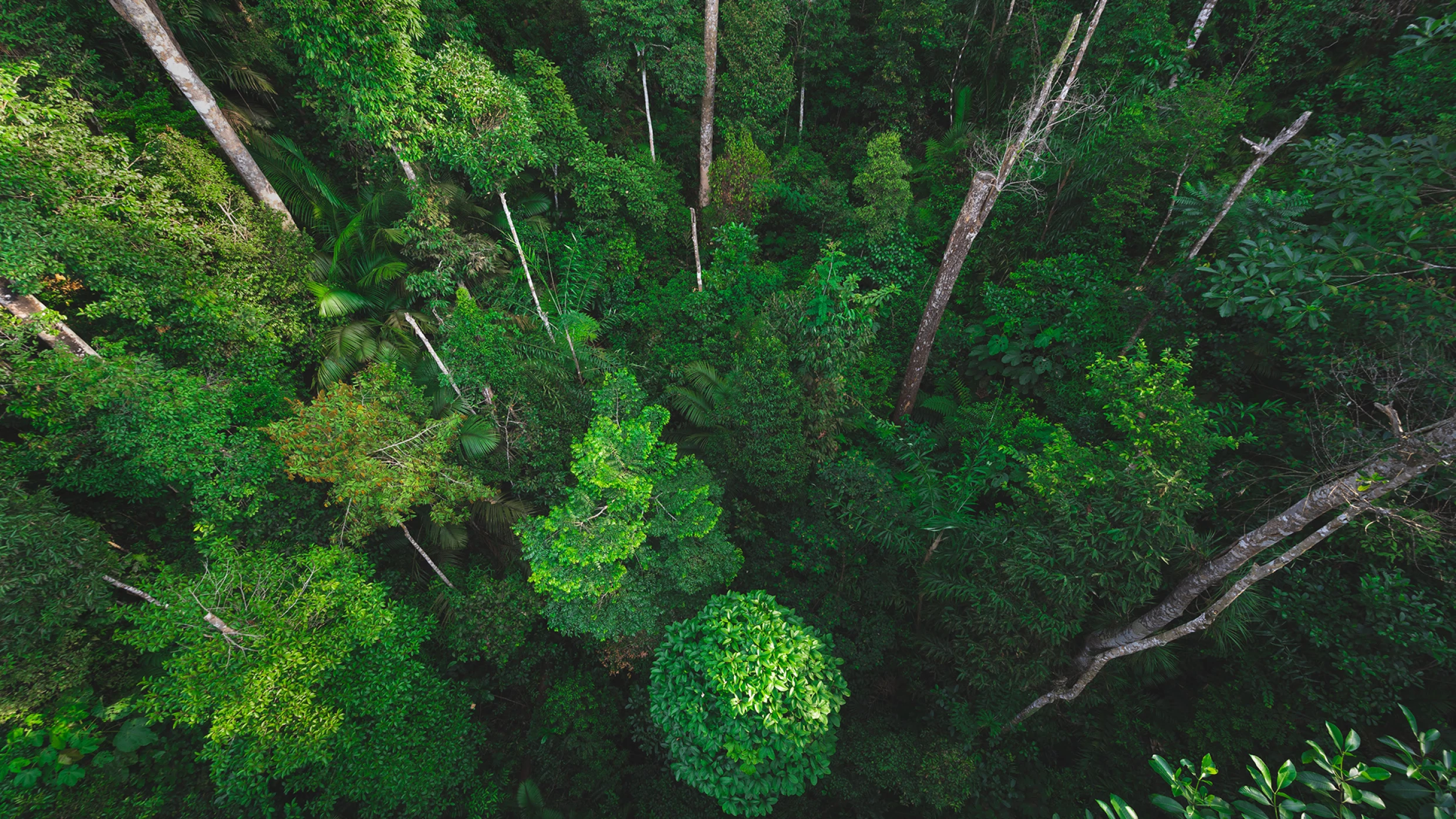 An ariel views of many trees in a forest.
