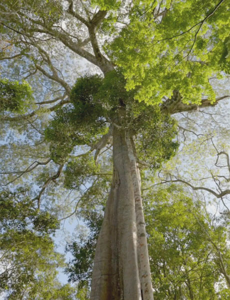 Looking up at tall trees with green branches and a blue sky above.