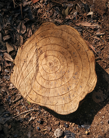 A close-up view of rings in wood on a tree stump.