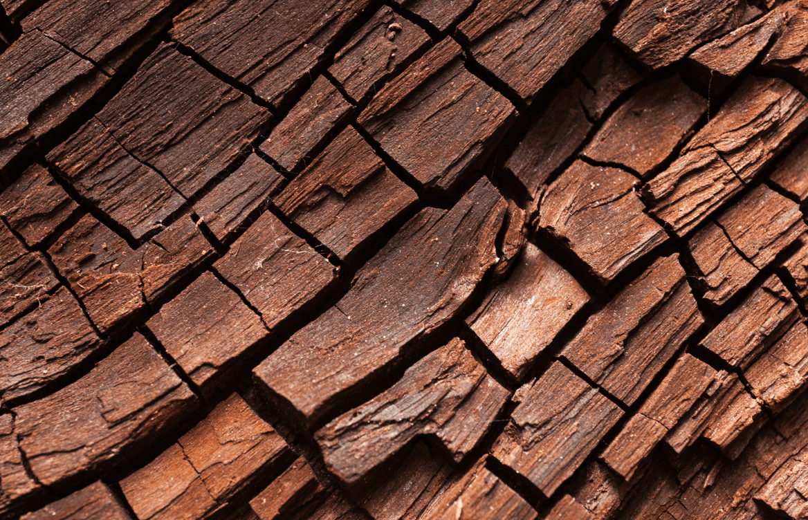 A close-up view of tree bark.