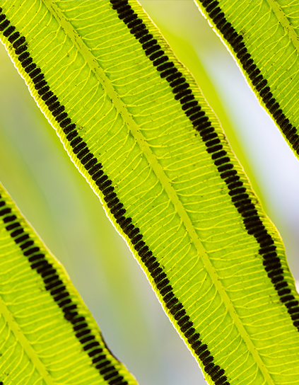 A close-up view of individual leaves from a plant.