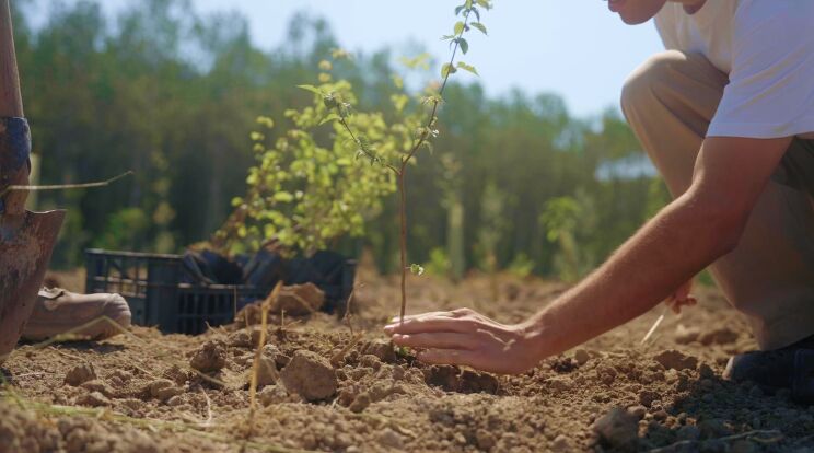 A person kneels down to pat a newly planted tree into the soil. 