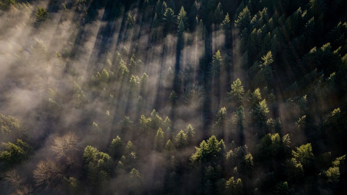 A misty forest with low cloud cover.