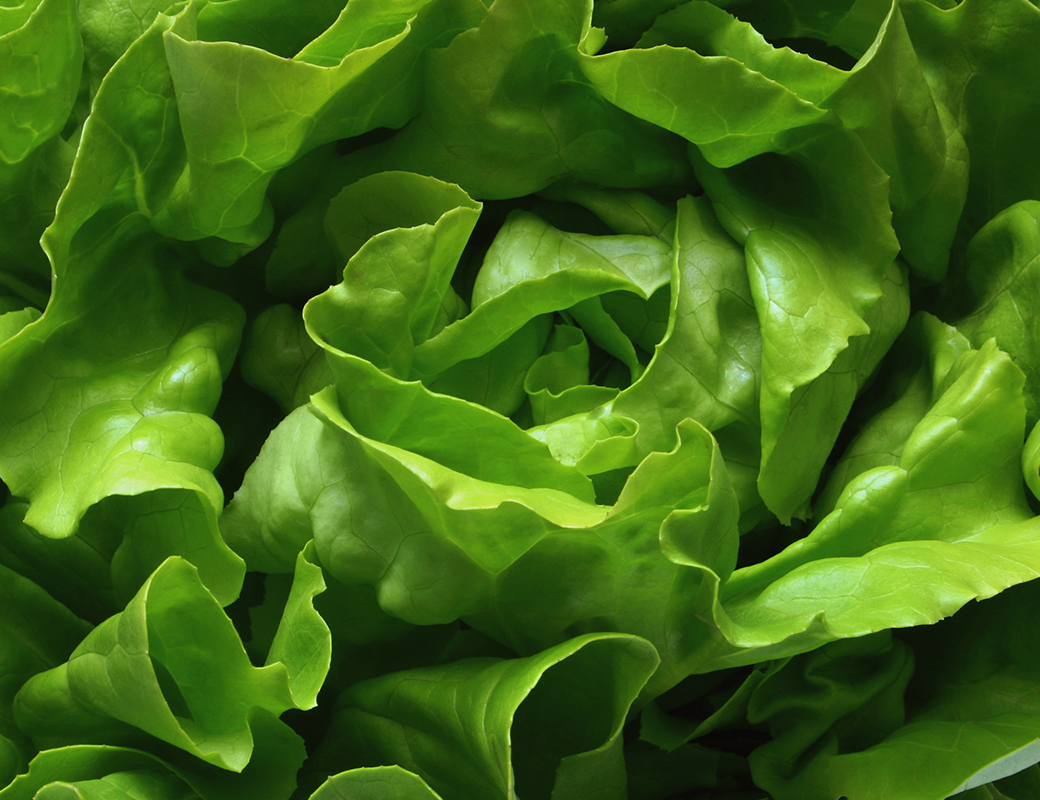 Close-up view of lettuce leaves.