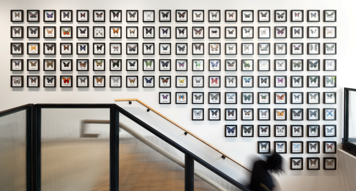 A wall of framed photos over a staircase in an Amazon building.