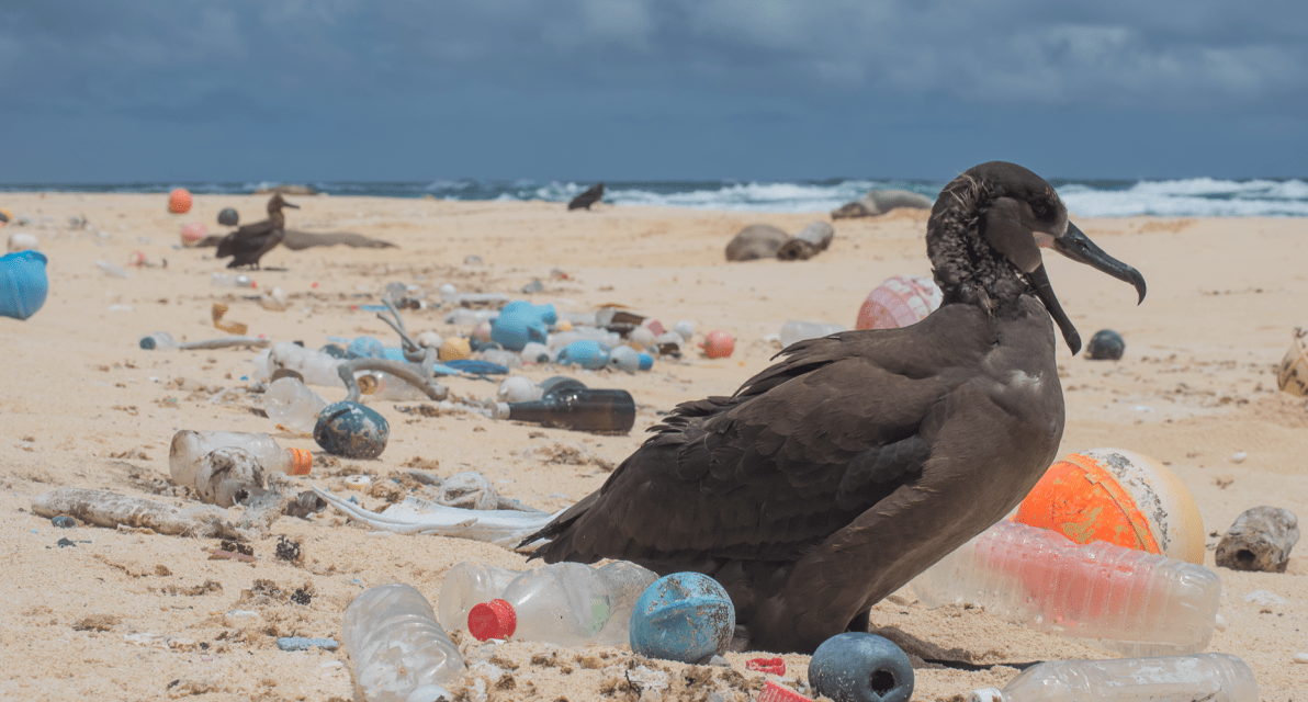 A seagull sits on a beach crowded by trash.
