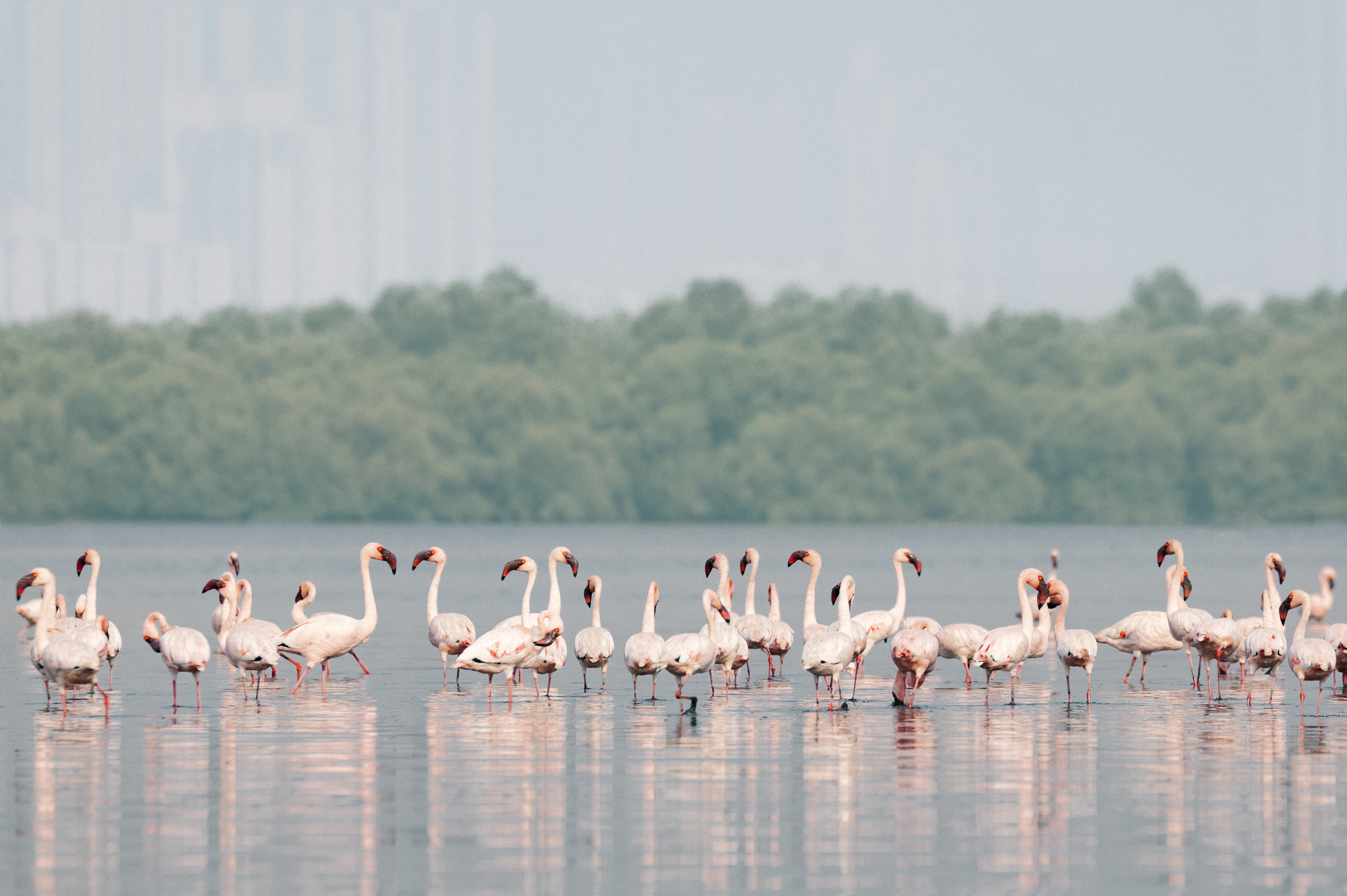 Flamingos stand in a waterway. 