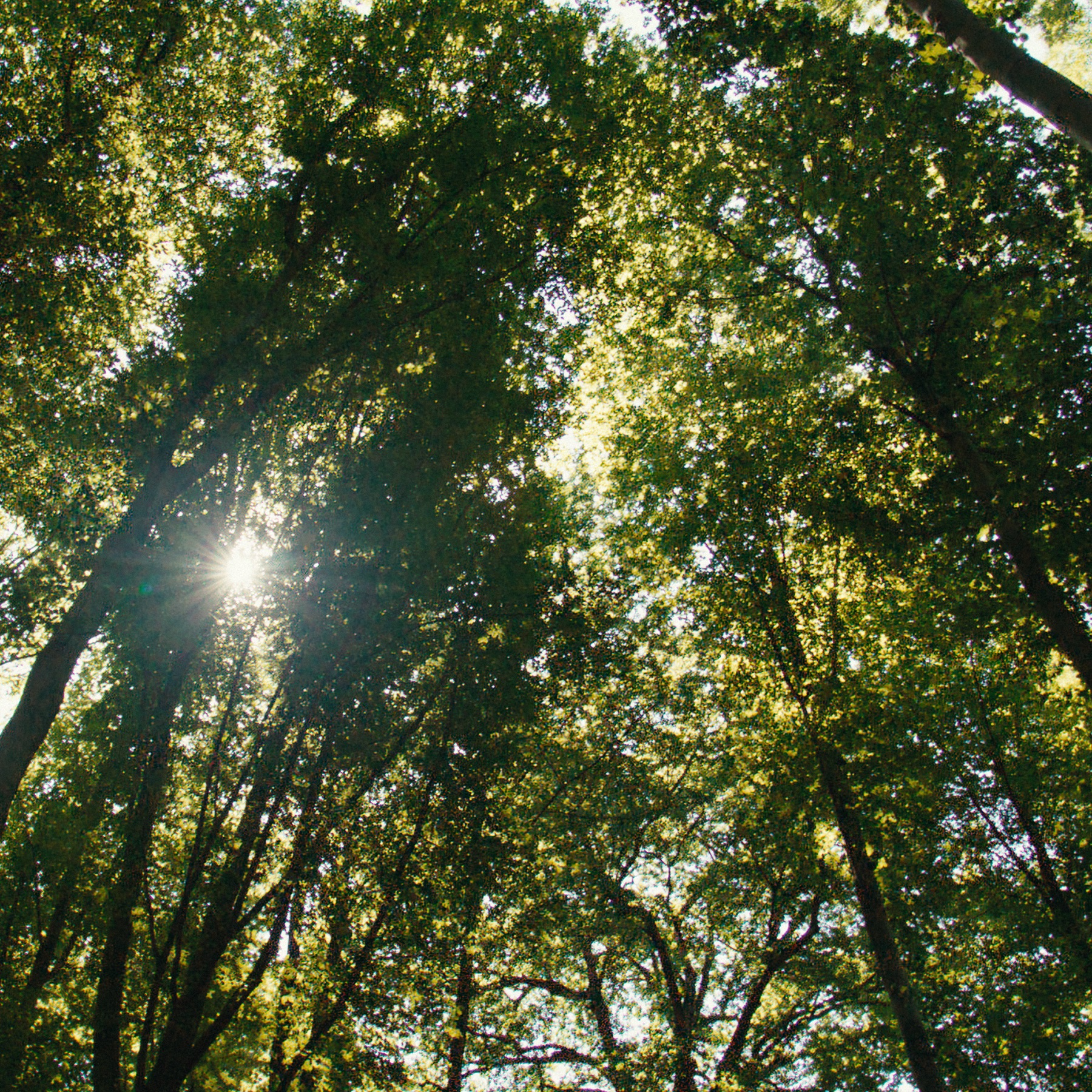 Sunlight poking through a canopy of leafy green trees. 