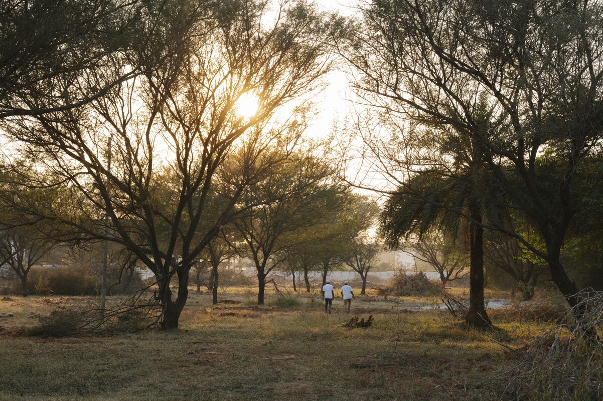 Two people walk between trees at sunset. 